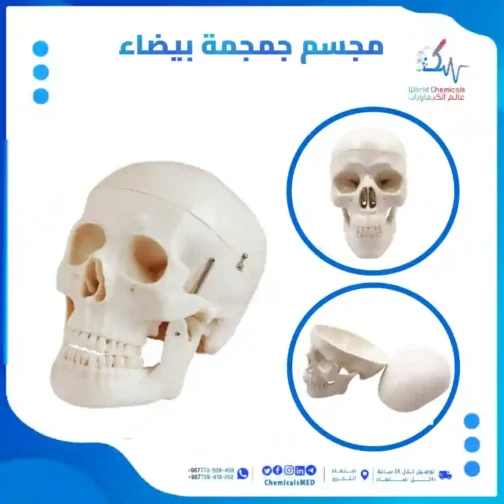 مجسم جمجمة الإنسان تسوق اونلاين بأفضل الاسعار في اليمن