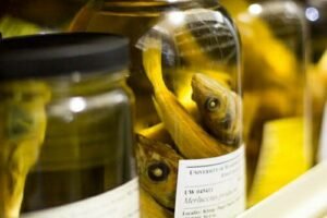 استخدامات الفورمالين: 7 أدوار مدهشة للمركب الأكثر إثارة للجدل في الكيمياء